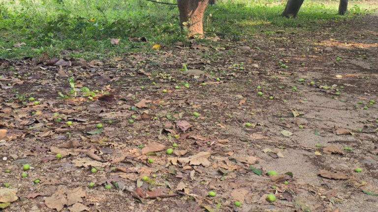 हुरीले आँपको चिचिला  झारेपछि किसान चिन्तित